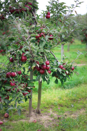 A day trip from Copenhagen to pick some of Denmark's best apples and pears at the Frydenlunds Frugtplantage outside of Vedbaek.